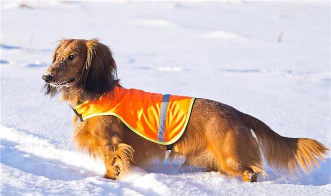 腊肠犬，为何养的人少?原因有7个