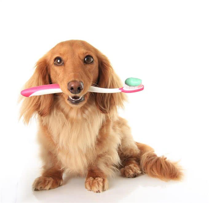 腊肠犬，为何养的人少?原因有7个