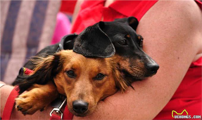 腊肠犬，为何养的人少?原因有7个