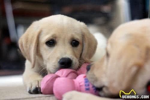 狗狗产后工作来恢复狗狗的健康你忽视了吗?