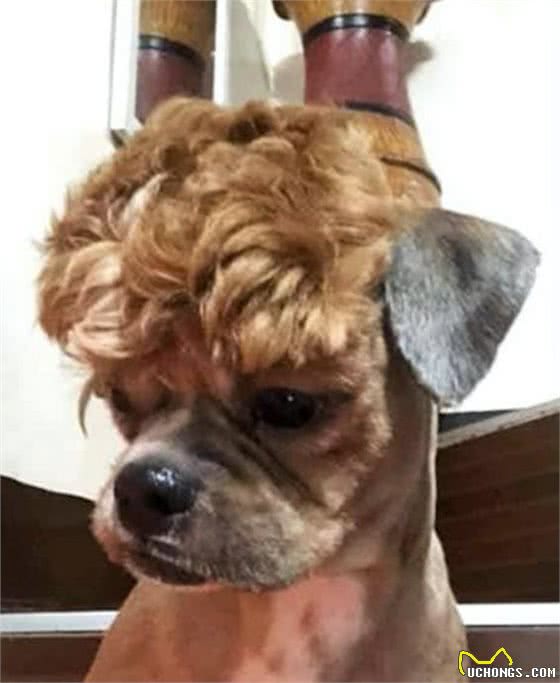 网友带泰迪去宠物店剃毛，托尼老师给它留了个刘海:宝强，是你吗