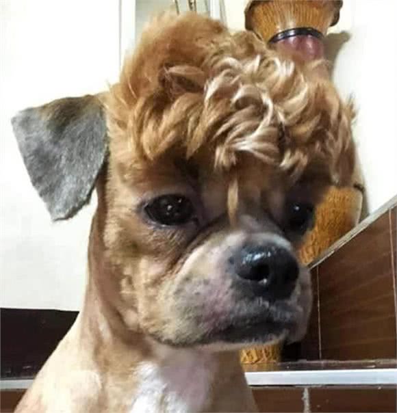 网友带泰迪去宠物店剃毛，托尼老师给它留了个刘海:宝强，是你吗