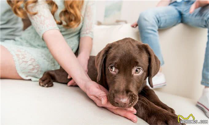 原来狗狗也有心理疾病，狗狗常见的5种心理疾病，你家狗狗有吗?