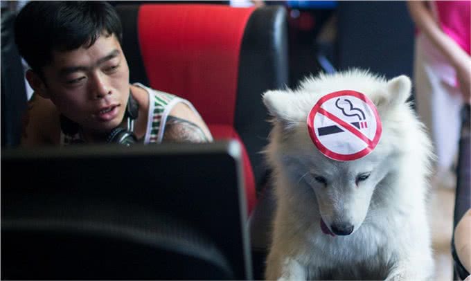 原来狗狗也有心理疾病，狗狗常见的5种心理疾病，你家狗狗有吗?