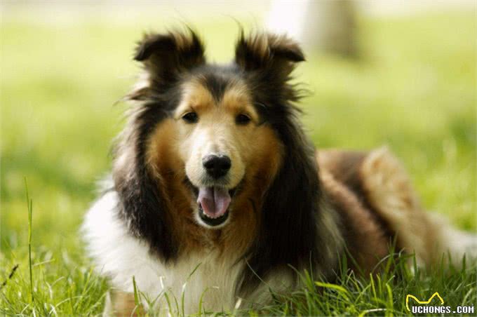 遛狗需要讲究方式和方法，你的方法正确吗?不对的赶快改过来