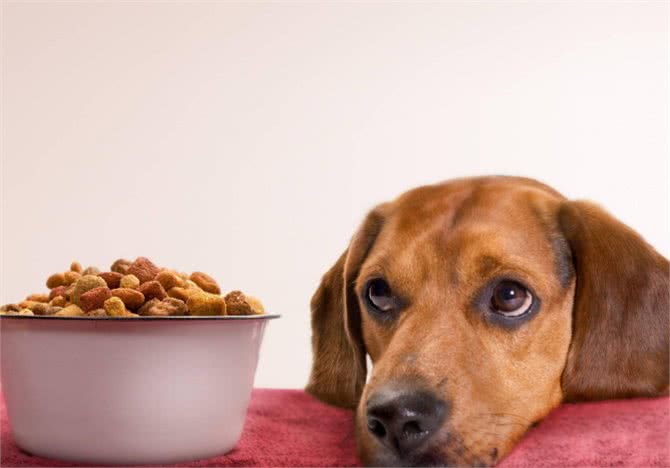 遛狗需要讲究方式和方法，你的方法正确吗?不对的赶快改过来