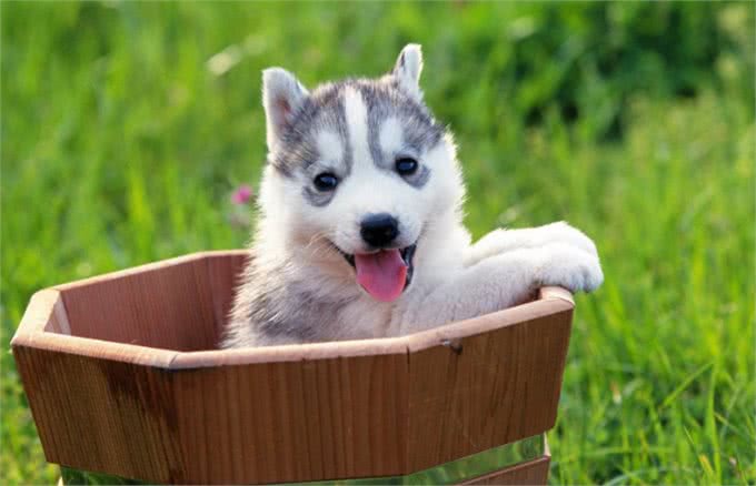 遛狗需要讲究方式和方法，你的方法正确吗?不对的赶快改过来