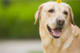 遛狗需要讲究方式和方法，你的方法正确吗?不对的赶快改过来