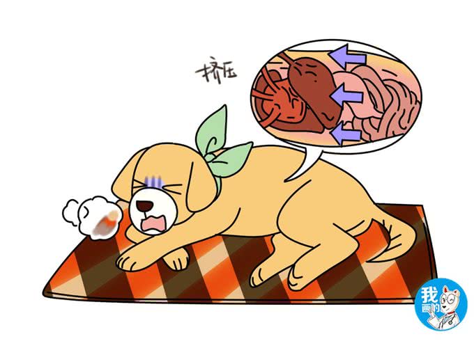 辟谣:狗狗时而呕吐不一定是肠胃的锅，别把膈疝和其它疾病混淆