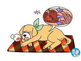 辟谣:狗狗时而呕吐不一定是肠胃的锅，别把膈疝和其它疾病混淆