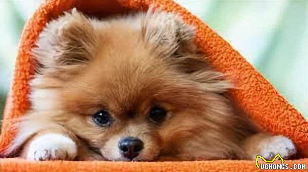 盘点世界上最小的7种犬种!每一个都可爱至极!