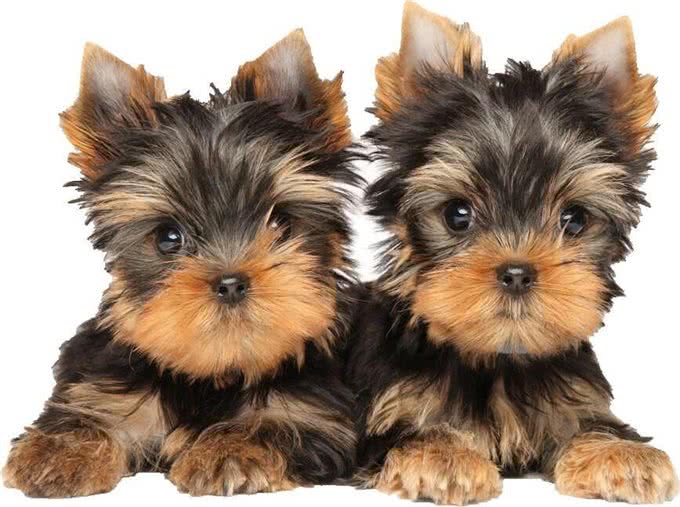 盘点世界上最小的7种犬种!每一个都可爱至极!