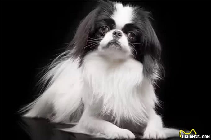 盘点世界上最小的7种犬种!每一个都可爱至极!