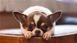 盘点世界上最小的7种犬种!每一个都可爱至极!