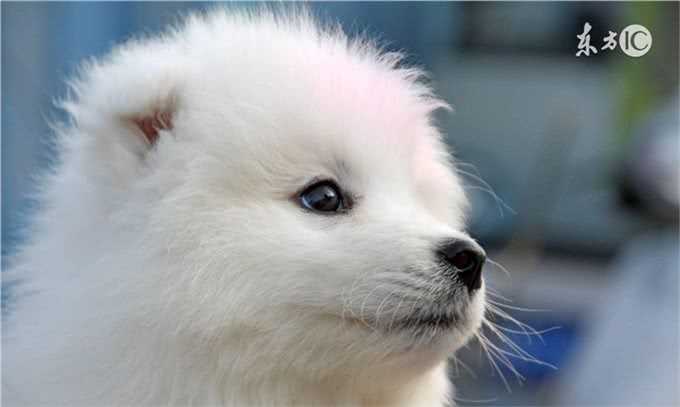 新手养幼犬指南，萨摩耶幼犬喂养方法