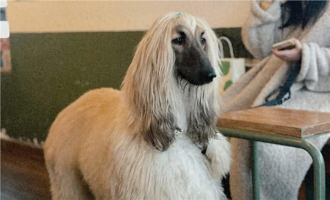 阿富汗犬长得又帅又帅，但为什么在我国却被禁止呢?