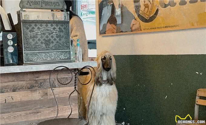 阿富汗犬长得又帅又帅，但为什么在我国却被禁止呢?