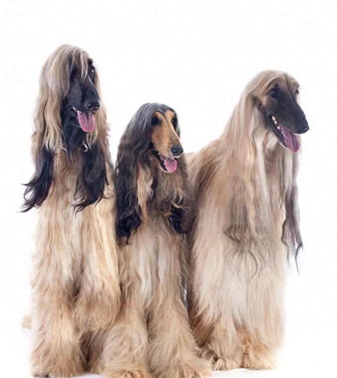 阿富汗犬长得又帅又帅，但为什么在我国却被禁止呢?