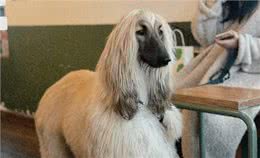 阿富汗犬长得又帅又帅，但为什么在我国却被禁止呢?