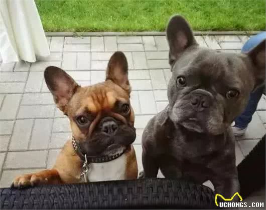 斗牛犬母犬空怀原因及防控方法