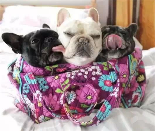 斗牛犬母犬空怀原因及防控方法