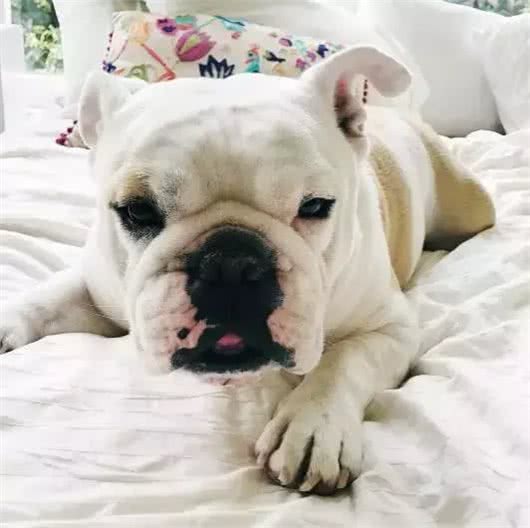 斗牛犬母犬空怀原因及防控方法