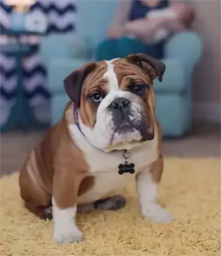 斗牛犬母犬空怀原因及防控方法