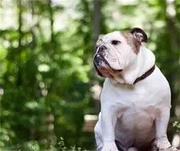 斗牛犬母犬空怀原因及防控方法