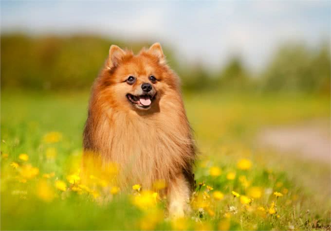 狗狗天天吃钙片好嘛