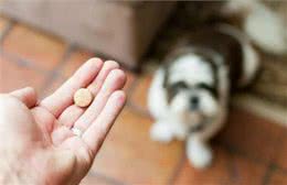 狗狗天天吃钙片好嘛