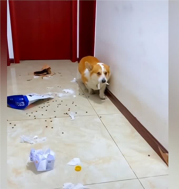 柯基拆家被主人发现后,脸上的表情太到位了:狗都一样一样的