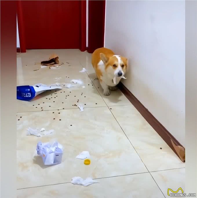 柯基拆家被主人发现后,脸上的表情太到位了:狗都一样一样的