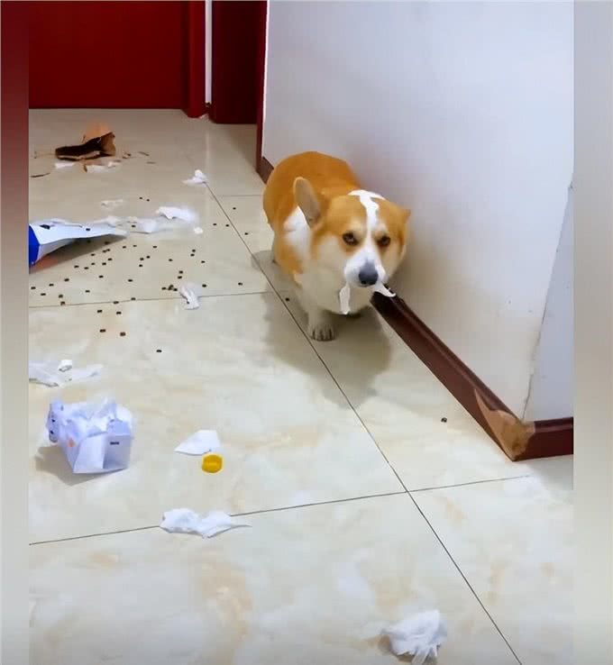 柯基拆家被主人发现后,脸上的表情太到位了:狗都一样一样的