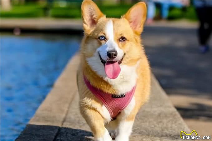 如何训练柯基幼犬不乱咬人