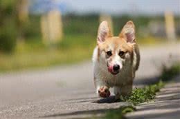 如何训练柯基幼犬不乱咬人