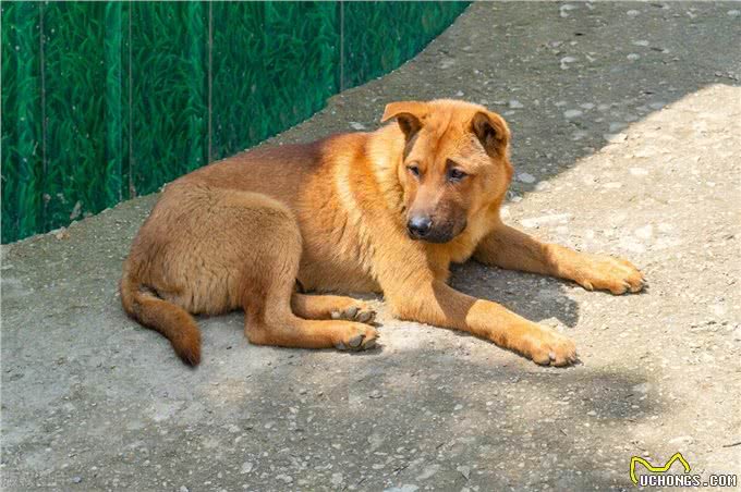 难怪代养宠物收费高,确实有风险,我已中招,被一条雪纳瑞犬坑了
