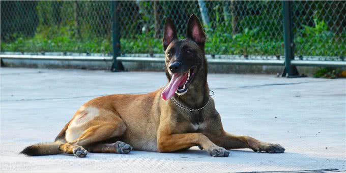 难怪代养宠物收费高,确实有风险,我已中招,被一条雪纳瑞犬坑了