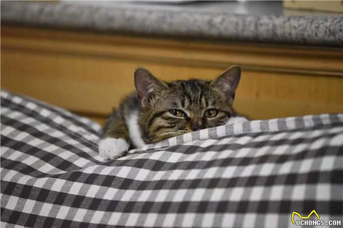 难怪代养宠物收费高,确实有风险,我已中招,被一条雪纳瑞犬坑了