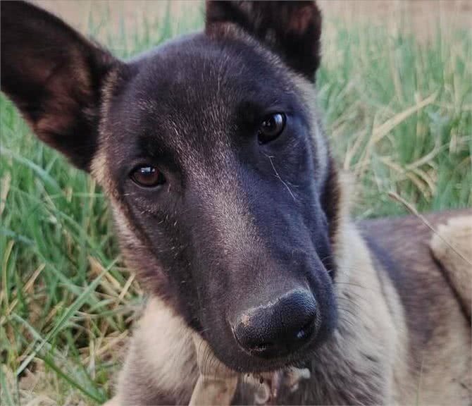难怪代养宠物收费高,确实有风险,我已中招,被一条雪纳瑞犬坑了