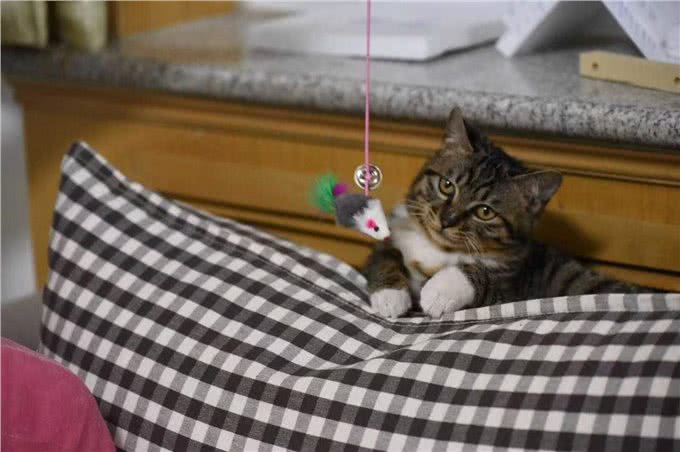 难怪代养宠物收费高,确实有风险,我已中招,被一条雪纳瑞犬坑了