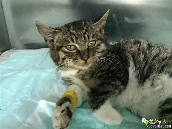 难怪代养宠物收费高,确实有风险,我已中招,被一条雪纳瑞犬坑了