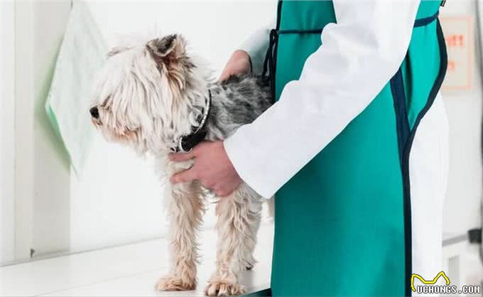 难怪代养宠物收费高,确实有风险,我已中招,被一条雪纳瑞犬坑了