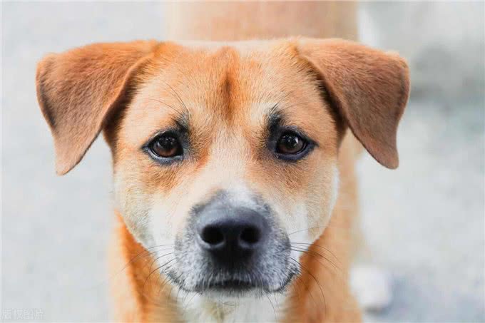 难怪代养宠物收费高,确实有风险,我已中招,被一条雪纳瑞犬坑了