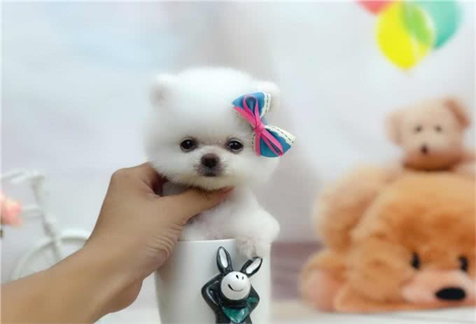 盘点:6种最常见的小型犬,你们养过吗?