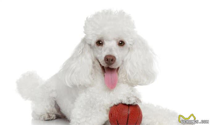 盘点:6种最常见的小型犬,你们养过吗?