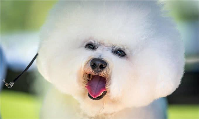 盘点:6种最常见的小型犬,你们养过吗?