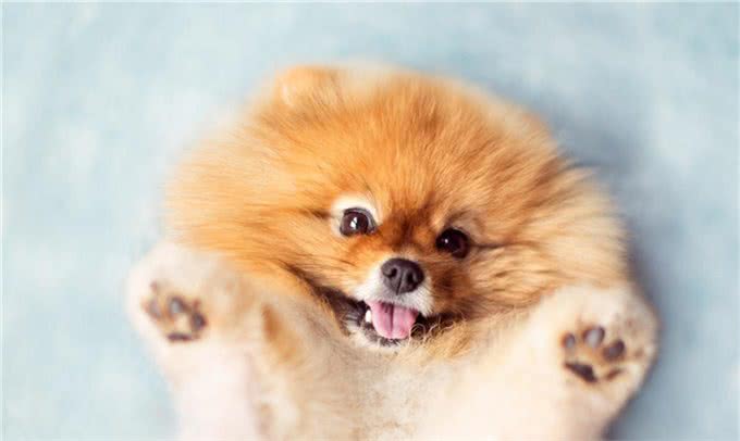 盘点:6种最常见的小型犬,你们养过吗?