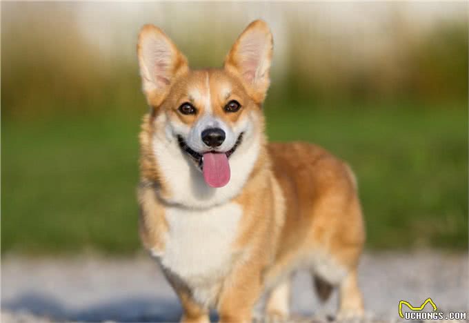 盘点:6种最常见的小型犬,你们养过吗?