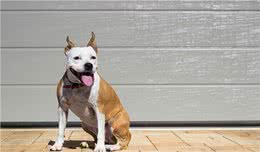 如何教会狗狗基本的坐下与待命指令?