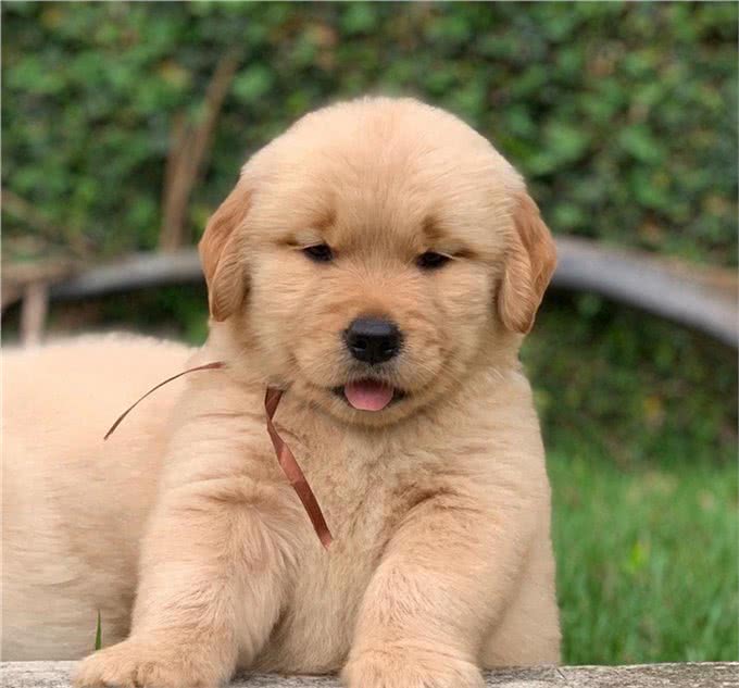 纯种金毛犬价格一览:品质保证,物超所值!